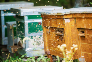 Méhkaptárok az önellátó tanyán